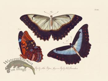 Jablonsky Butterfly 023